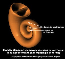 cochlée