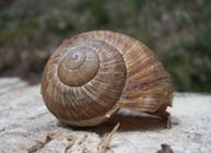 escargot de bourgogne