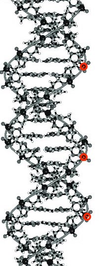 ADN-B-phosphore.jpg