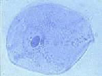 Cellule buccale