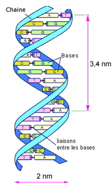 schéma de l'ADN en double hélice