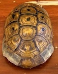 carapace de tortue