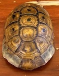 Carapace de tortue