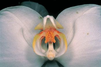 Orchidée