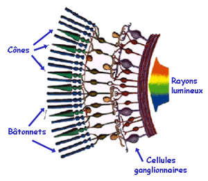 Structure de la rétine