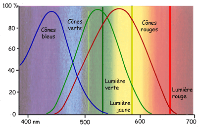 sensibilité des cônes de la rétine