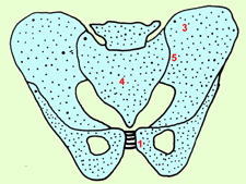 Bassin vu de face