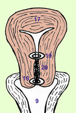 Organes féminins