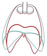 diaphragme