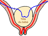 segment inférieur