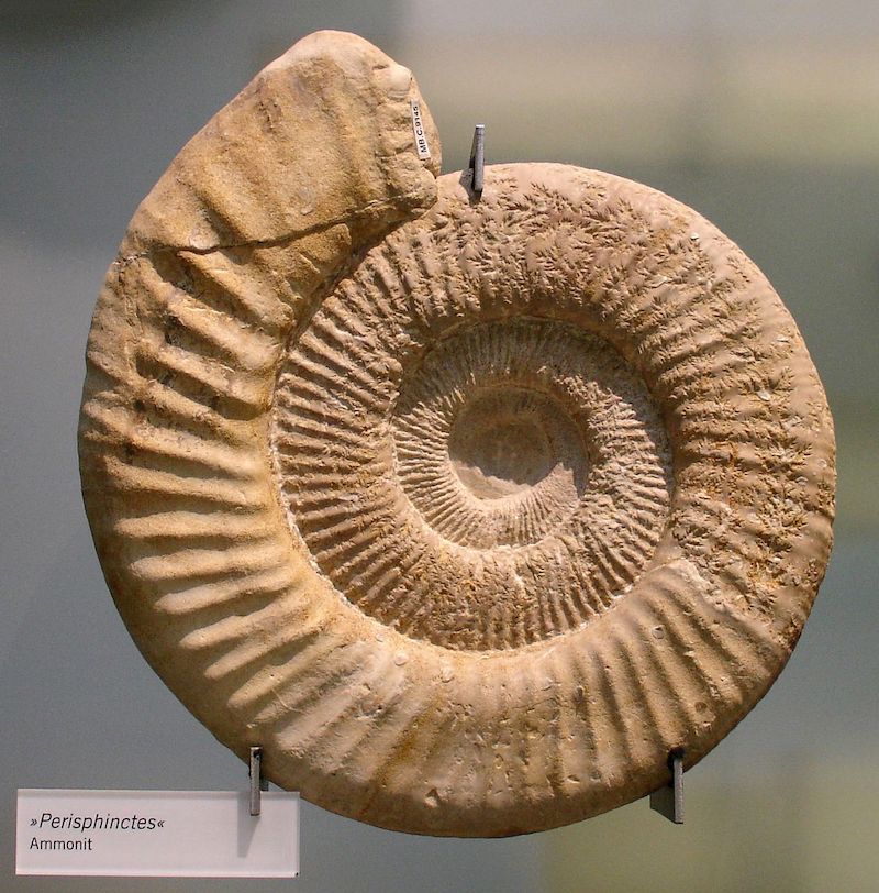 datation de fossiles wiki