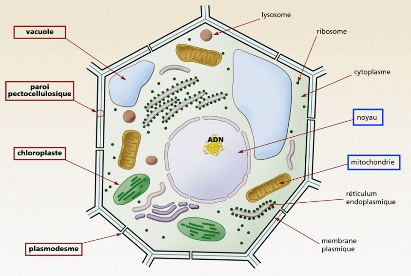 Structure de la cellule végétale