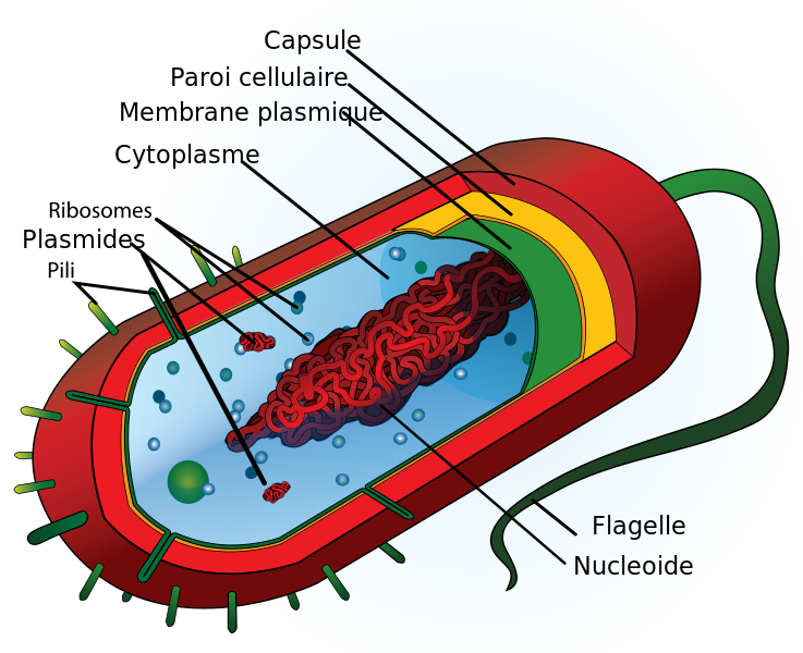 Cellule procaryote