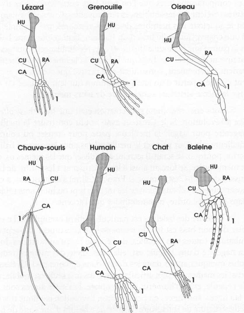 structures homologues