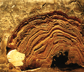 stromatolithe fossile
